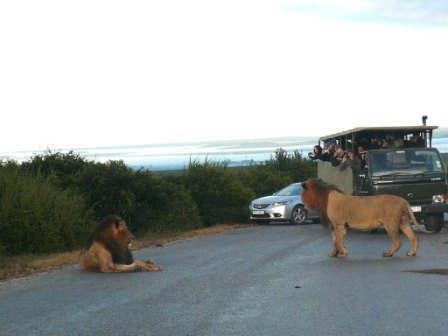 Safari - Cape Town - South Africa - Lions
